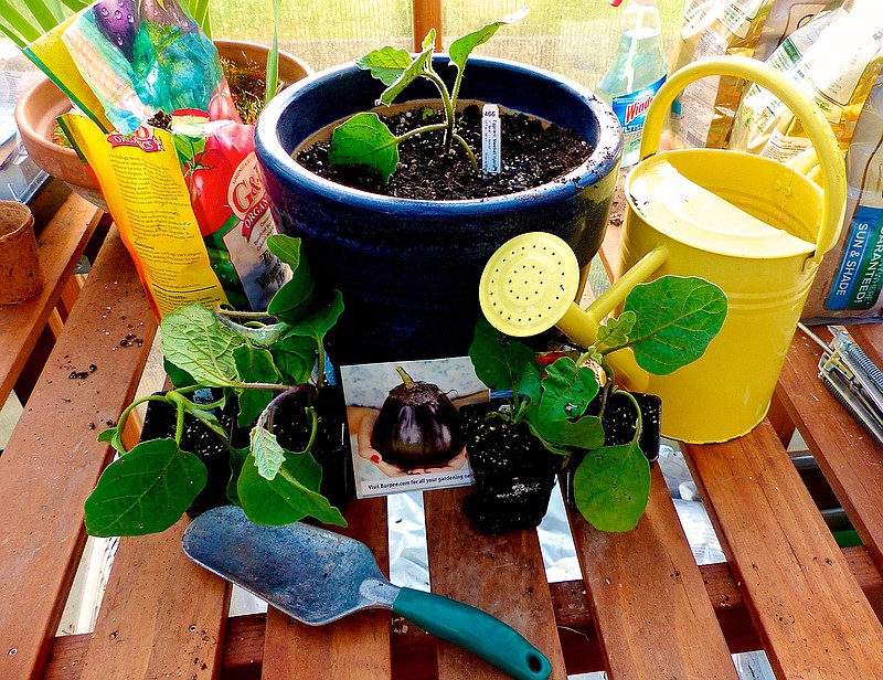 This photo taken April 19, 2016, in a hobby greenhouse near Langley, Wash., shows eggplant seedlings being planted in containers. Sales of these new "Meatball" hybrids, developed to supplant meat in the family diet, are rivaling those of tomatoes and peppers for W. Atlee Burpee & Co. 