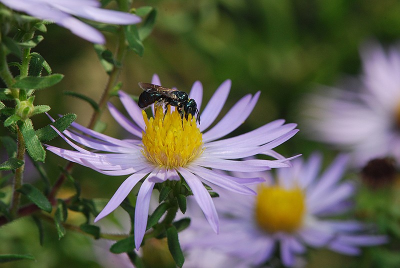 A small carpenter bee is seen on a native aster.