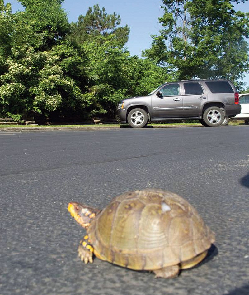 This turtle is facing a dilemma that confronts many of the state's reptiles this time of year. How to cross a highway without getting squashed.