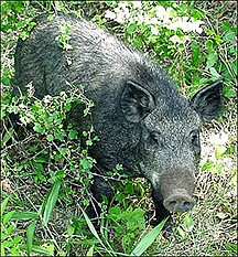 A feral hog in Missouri.