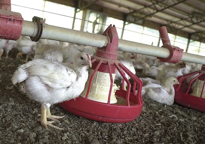 In this file photo taken June 19, 2003, chickens gather around a feeder in a Tyson Foods Inc., poultry house near Farmington, Ark. A report released May 10, 2016, by international advocacy group Oxfam says some poultry workers in the United States are denied bathroom breaks. A Tyson worker said in the report that many workers at his North Carolina plant "have to urinate in their pants." Tyson said it's "concerned" by the claims, but currently has "no evidence they're true." 
