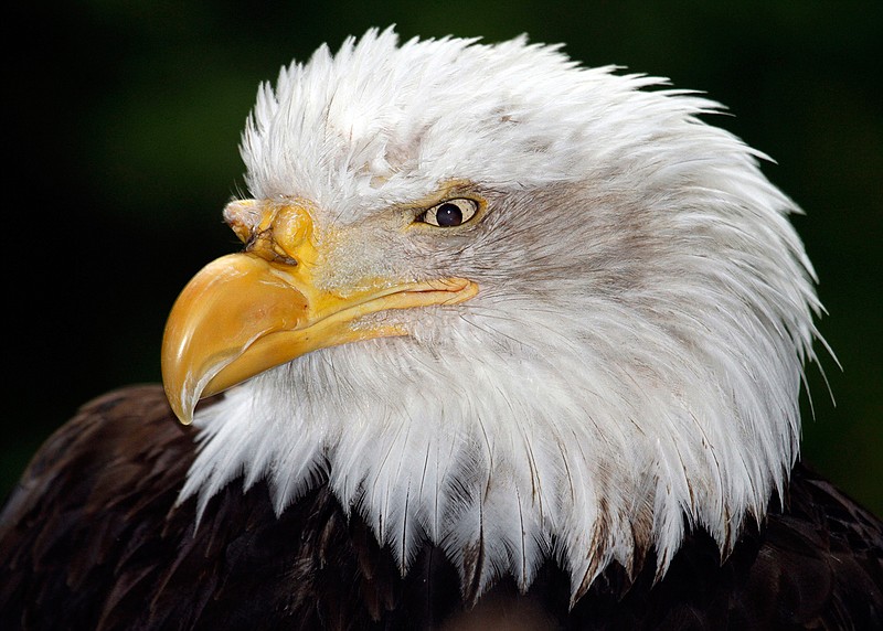 In this Aug. 4, 2010, file photo, an American bald eagle casts looks out, at the Oregon Zoo in Portland, Ore. 