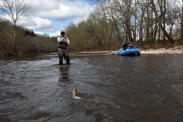 Scott Gerlt of Mid-Missouri Trout Unlimited lands a rainbow trout from the Niangua River upstream from Bennett Spring.