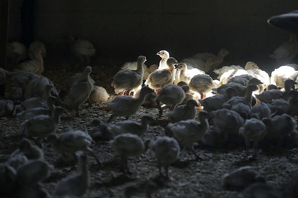 In this Aug. 10, 2015 file photo, turkeys stand in a barn on a turkey farm in Manson, Iowa. A government wildlife researcher says he's found that rabbits and skunks can become infected with the bird flu virus and shed it enough to infect ducks, evidence that small mammals could contribute to the spread of bird flu on farms.