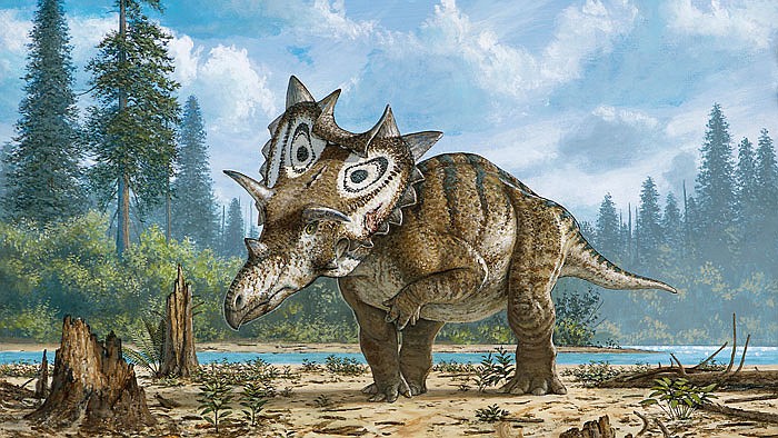 An artist's conception shows a Spiclypeus shipporum. Fossils of the new dinosaur species were unearthed by an amateur in Winifred, Montana. When the dinosaur was alive about 76 million years ago, this area was a lowland floodplain, criss-crossed by rivers and streams. 
