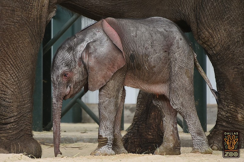 This May 2016 image provided by the Dallas Zoo shows a baby elephant at the zoo in Dallas. The male calf was delivered of a mother that was one of five African elephants brought to the Dallas Zoo after their rescue from the southern African nation of Swaziland.