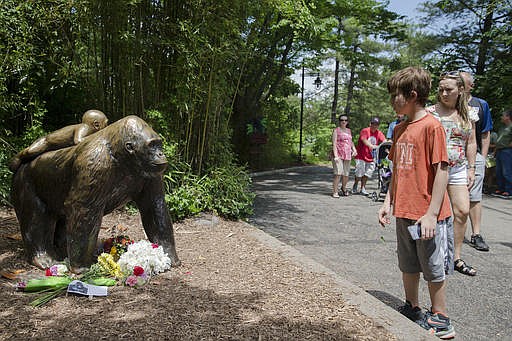 Visitors pass a gorilla statue where flowers have been placed outside the Gorilla World exhibit at the Cincinnati Zoo & Botanical Garden, Sunday, May 29, 2016, in Cincinnati. On Saturday, a special zoo response team shot and killed Harambe, a 17-year-old gorilla, that grabbed and dragged a 4-year-old boy who fell into the gorilla exhibit moat. Authorities said the boy is expected to recover. He was taken to Cincinnati Children's Hospital Medical Center. 