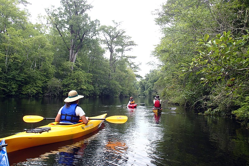 This undated photo provided by Black River Outdoors Center shows kayakers entering a cypress swamp on the Waccamaw River in South Carolina. Kayak trips through the swamp offer quiet natural surroundings and a tranquil contrast to busy nearby Myrtle Beach. 