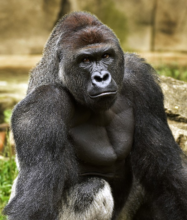 should-mom-be-charged-in-son-s-encounter-with-gorilla