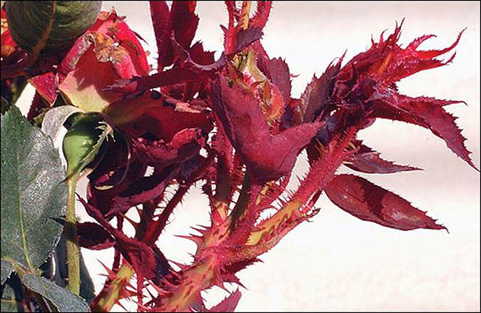 Discolored stems and excessive thorniness are typical of rose rosette infection.
