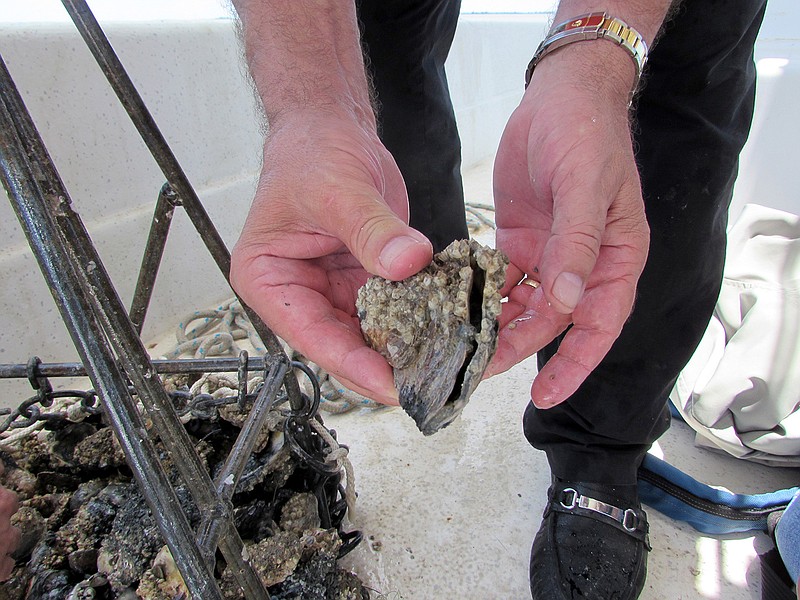 Johnny Halili, owner of Prestige Oysters in San Leon, shows a dead oyster Tuesday, June 7, 2016 in San Leon, Texas. Prestige Oysters is moving its oyster beds to higher salinity waters, where they have a better chance of surviving. Recent heavy rains and flooding along the Brazos River have pushed freshwater into the bay, killing off some oysters. 