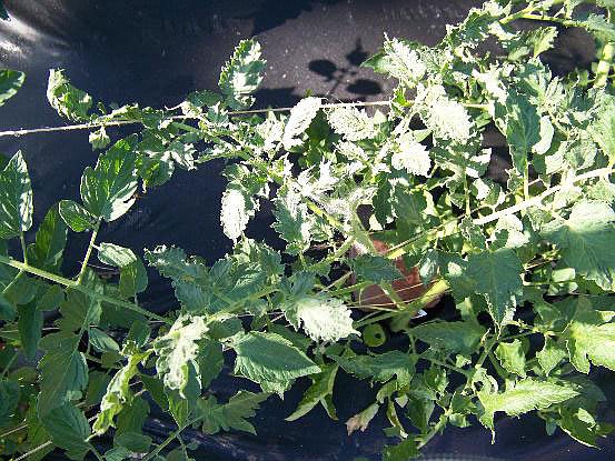The top of the tomato plant pictured shows slight leaf symptoms of herbicide used in spot-spraying lawn weeds, such as dandelion. 