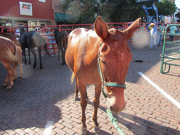 Lightning, 35-year-old gelding, waits to be auctioned.