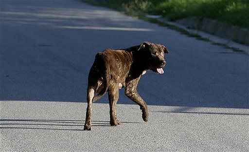 In this Friday, June 17, 2016 photo, a stray dog wonders a neighborhood where a homeless woman was killed by a pack of dogs in Dallas. The city has stepped up enforcement on loose dogs after the group of canines killed the woman last month, but animal-welfare groups say long-term investments are needed in Dallas and elsewhere to fix an issue that has long plagued low-income neighborhoods in some of America's largest cities.