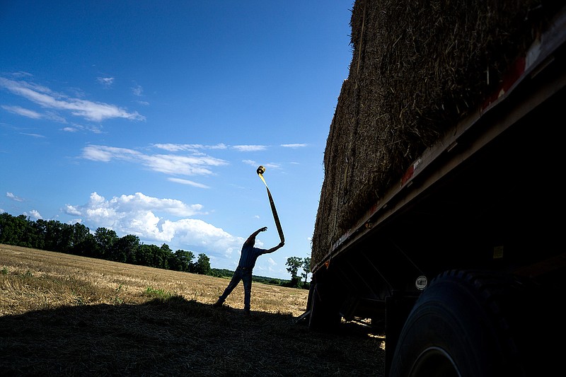 Hank deBoar secures a load of hay to a trailer Friday, June 24, 2016 to be taken to DeKalb, Texas, with his nephew Piet deBoar in a pasture near Farm to Market Road 2203 in Bowie County. 