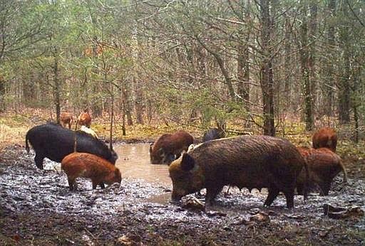 This 2015 photo provided by Missouri Department of Conservation shows Feral Hogs in Ozark County, Mo. 