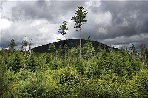 In this Aug. 5, 2015 file photo, a forest grows back beneath a few uncut white pines several years after it was logged near Soubunge Mountain in northern Maine. In a study of suicide rates by occupation, the workers who killed themselves most often were farmers, lumberjacks and fishermen. Researchers found the highest suicide rates in manual laborers who work in isolation and face unsteady employment. The report from the Centers for Disease Control and Prevention was released Thursday, June 30, 2016.