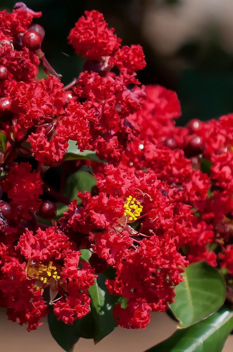 Dynamite is a saturated, true red crape myrtle. 