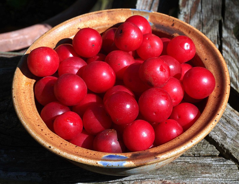 Wild plum can be found in the most unexpected places, sometimes forming thickets, and has fruits that are smaller than commercial plums, about the size of regular crabapples, with a flavor far more desirable than introduced plums.