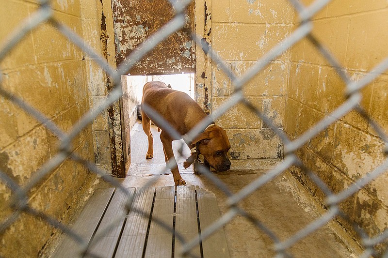 A dog enters part of his kennel Thursday, July 21, 2016 at Texarkana Animal Care and Adoption Center. Director Charles Lokey  said the downstairs portion of the shelter is in bad condition. Arkansas-side Mayor Ruth Penney-Bell hopes that with repairs, the area will be livable again.