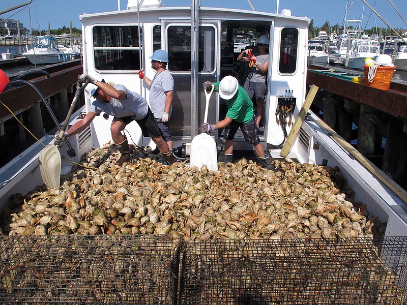 In this July 20, 2016, photo, Dave Ambrose, left, and Nate Robinnson, right, use shovels to move piles of whelk shells with tiny oysters growing on them on a boat in Little Egg Harbor, N.J. Efforts to restore once-abundant oyster populations are underway throughout the United States, and researchers and volunteers say they are optimistic the small-scale efforts will pave the way for a major comeback of oysters, whose populations have dwindled drastically from levels seen in the 1800s. 