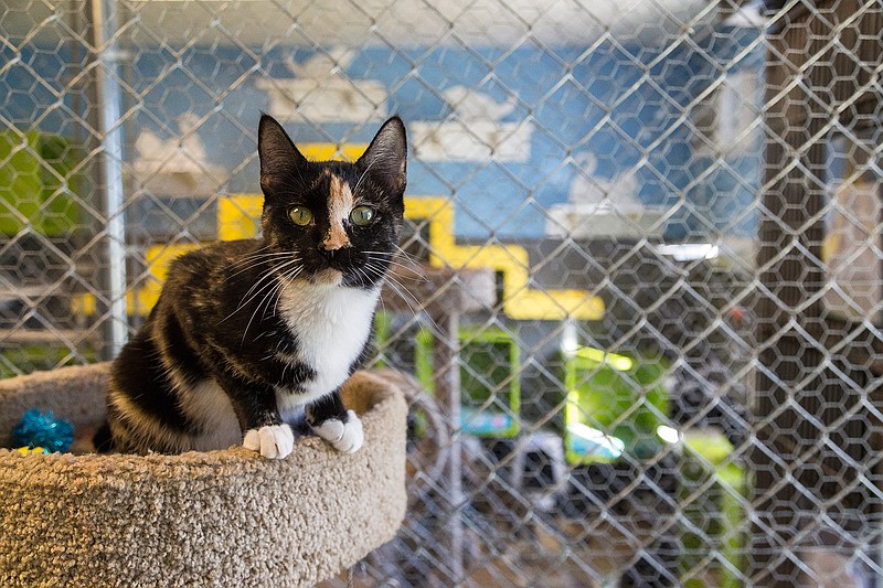 A cat prepares to pounce on top of a cat tree in the cat room of the Animal Care & Adoption Center of Texarkana on Monday, December 14, 2015. The two sections of the cat room has all the cats need, and plenty of friends to play with. 
