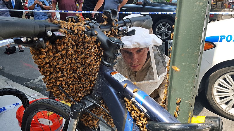 In this Aug. 4, 2015 photo provided by the New York City Police Department, Detective Daniel Higgins begins the process of removing bees enveloping the front of a bicycle parked in New York's Midtown Manhattan neighborhood. Higgins' main NYPD job is as a counterterrorism expert, but he is also part of a special team of officers that responds to emergency calls reporting swarms of bees that suddenly cluster in spots around New York City. 