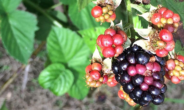 Blackberries with uneven color formation and some insect damage. 