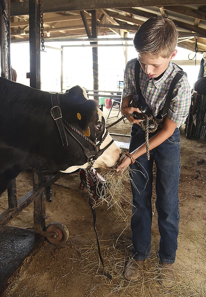 Tyler Groose, 11, offers his Angus-Hereford crossbreed heifer a handful of hay while he waits to show her in the Late Junior Yearling Heifer category Tuesday. 