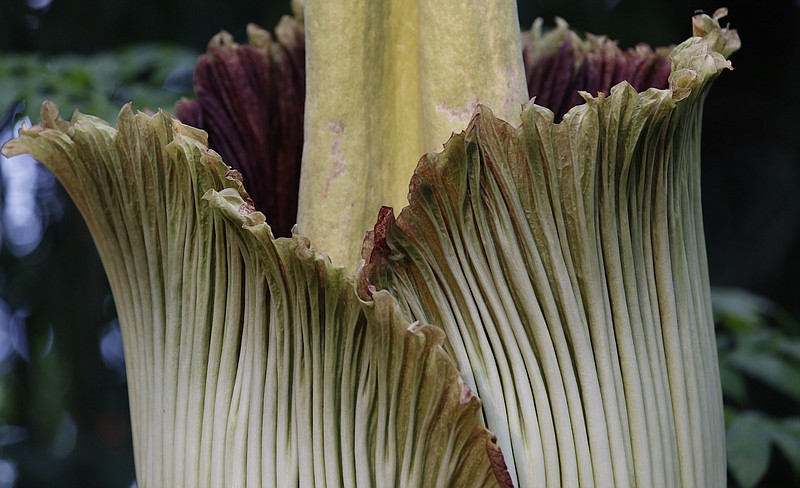 An Amorphophallus titanum begins to bloom Thursday, July 28, 2016, at the New York Botanical Garden in New York. The rare plant releases scent during its brief 2436-hour peak, like the smell of rotting flesh, the reason the plant is popularly known as the corpse flower. It is the first time since 1939 that the NYBG has displayed a blooming corpse flower.
