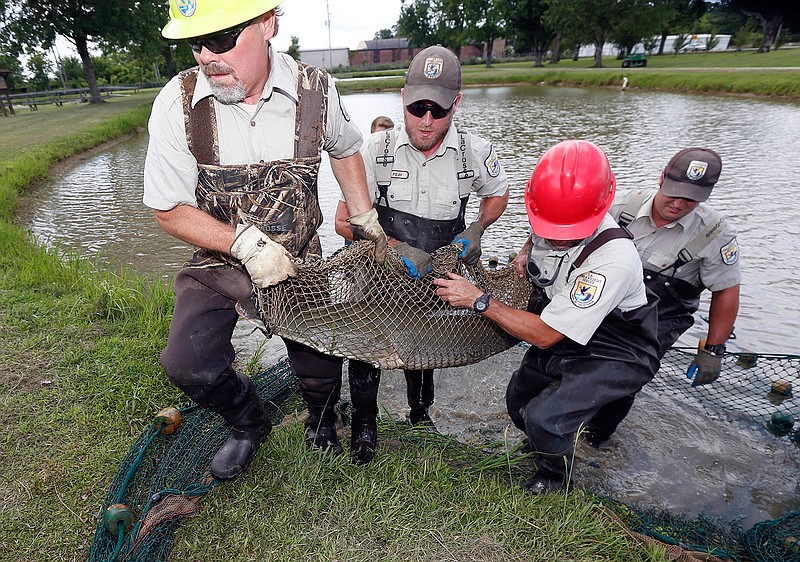 In this July 6, 2016 photo, U.S. Fish and Wildlife Service personnel struggle with carrying an adult alligator gar to a transportation tank at the Private John Allen National Fish Hatchery in Tupelo, Miss. Alligator gar can weigh several hundred pounds and be over eight feet long. Several male and female adult alligator gar are captured in fresh water lakes and rivers and are brought to the facility so they can lay and fertilize the eggs as biologists and environmentalists are working to reintroduce the once-reviled alligator gar as a weapon against another huge species: invasive Asian carp. The gar are later returned to the wild.