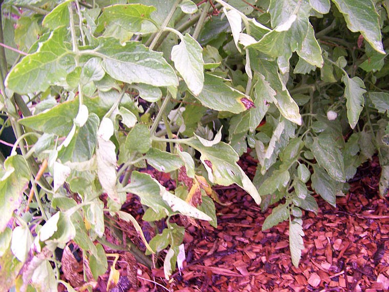 Typical symptoms of early blight, brown spots surrounded by yellow, start at the base of the plant. The leaf will eventually turn entirely brown and die.