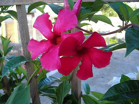 Native to Brazil, mandevilla is a heat-tolerant vine that can handle Missouri's high temperatures.