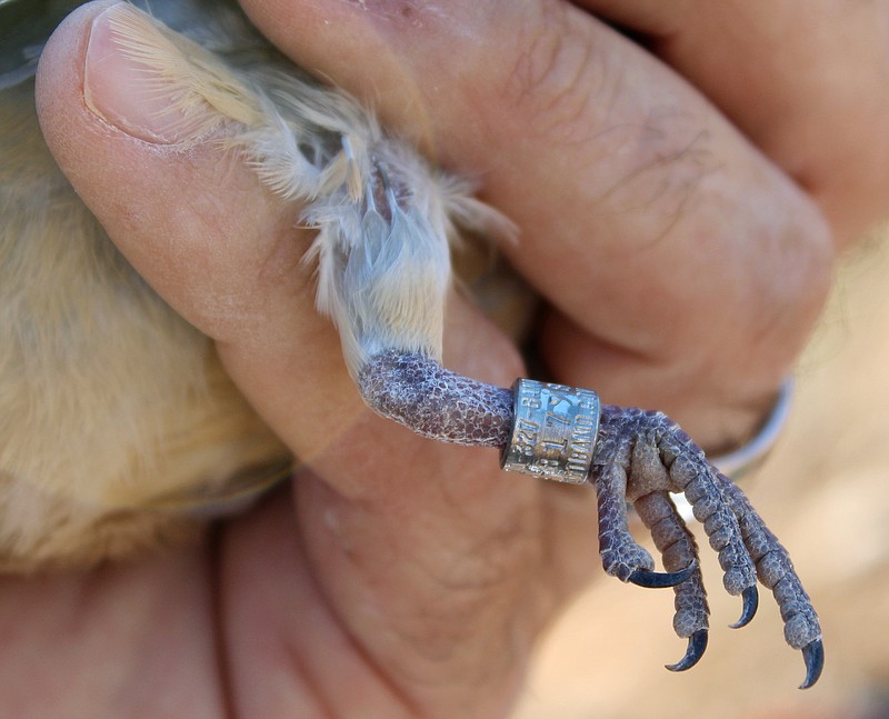In a Sept. 14, 2016 photo, Texas Parks and Wildlife biologist Aaron Sisson holds a mourning dove with an identifying ankle bracelet used to monitor their migration in West Texas. Migratory birds that have been hunted can be tracked by entering information on their bracelets into a website.