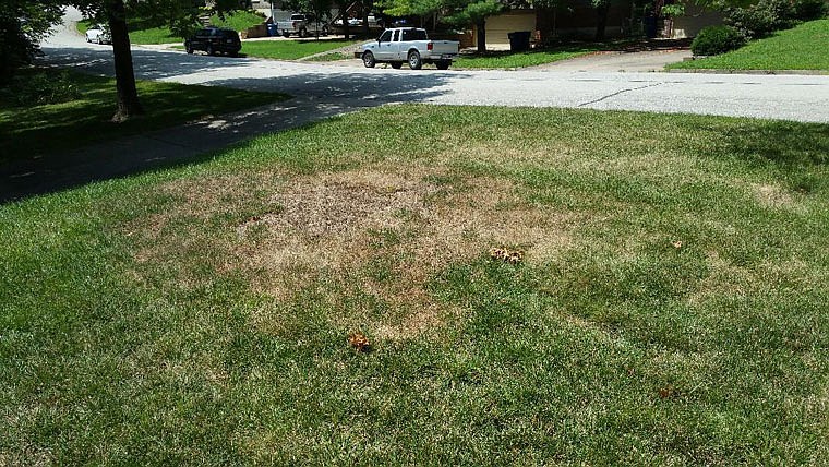 Typical brown patch symptoms appear on this cool season lawn with tall turf-type fescue. 