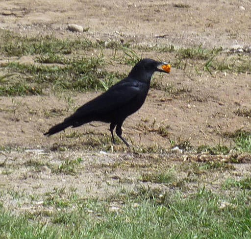 This undated photo provided by researcher Rhea Esposito on Thursday, Aug. 11, 2016 shows a crow holding a cheese flavored snack in Jackson Hole, Wyo., during an experiment to see how two types of smart birds_ smaller magpies and bigger crows _ compete for food. Traditional bait food, nuts and seeds, were hard to see for Esposito, who would watch from about 20 feet away. The magpies turned out to be quicker and more daring. When crows learned that the orange snacks were tasty, they stole them from the magpie.