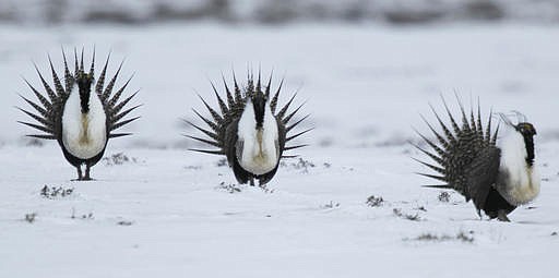 In this April 20, 2013, file photo, shows a male Greater Sage Grouse perform their mating ritual on a lek near Walden, Colo. Federal land managers announced long-awaited plans to protect the rare Gunnison sage grouse, a bird found only in Colorado and Utah. The Bureau of Land Management released a nearly 1,000-page document late Thursday, Aug. 11, 2016, proposing restrictions on energy development, roads and grazing. The Gunnison grouse, not seen, is related to the greater sage grouse, which is found across 11 Western states. Federal wildlife managers decided in September not to protect the greater sage grouse under the Endangered Species Act, but conservation restrictions are planned on public lands. 