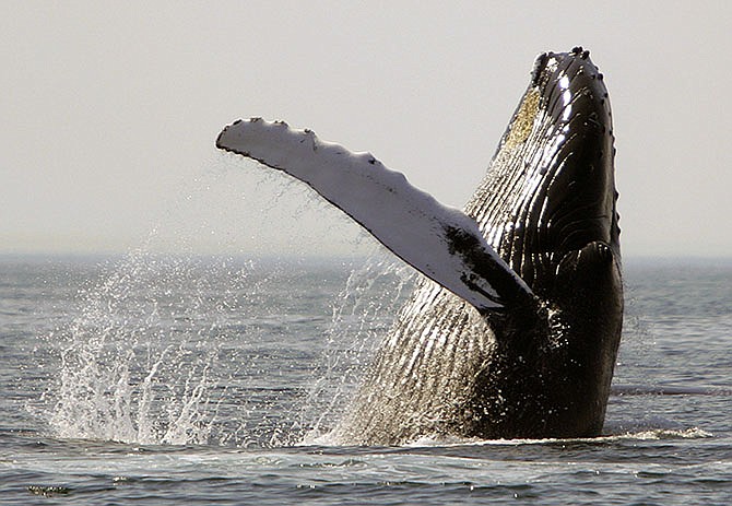 A humpback whale breaches on Stellwagen Bank about 25 miles east of Boston. A study in the Royal Society's journal Biology Letters published Wednesday found that noise from shipping in North Atlantic coastal waters is impacting the feeding behavior of humpback whales.