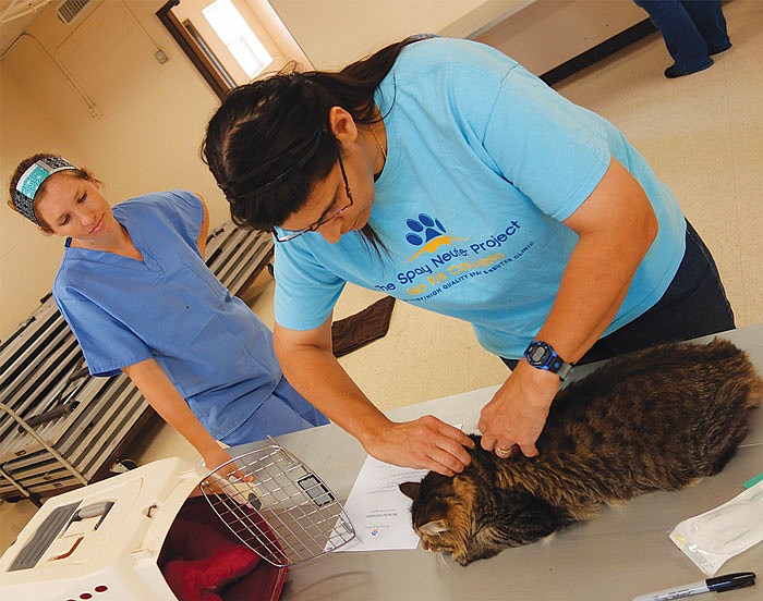 Sarah Schlink and Diann Stelzer microchip a cat at Sunday's pet microchipping event sponsored by Shelton Animal Guardians at the Cedar City Room in North Jefferson City. 
