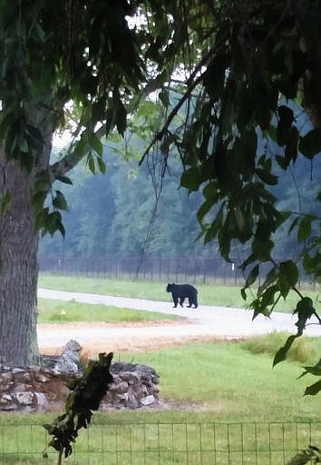 In this Tuesday, Aug. 9, 2016, photo provided by Evan Sporleder, a black bear walks on a street near Sporleder's home in North Vernon, Ind. Indiana wildlife experts say black bear sightings likely will become more common in southern Indiana. (Evan Sporleder via AP)