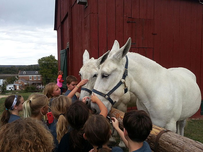 Visiting children pet Pat and Jane, Hermann Farm's two Missouri mules. 