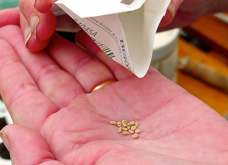 In this Tuesday, March 1, 2016 photo, this gardener, in her Langley, Wash., hobby greenhouse, is collecting a representative sample of leftover tomato seeds for a germination test to see if they'll sprout. If good, the rest will go into the garden with heightened expectations that they'll deliver a healthy harvest. (Dean Fosdick via AP)