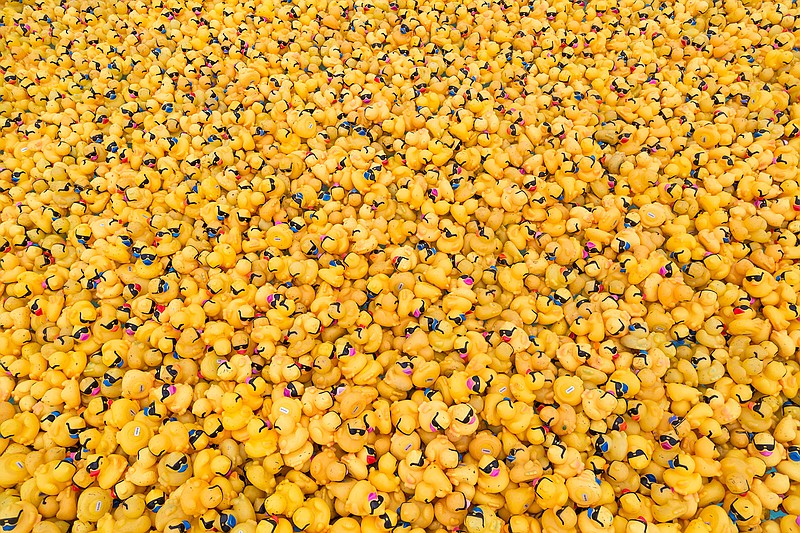 Ducks wait to race down the lazy river at Holiday Springs Water Park in Texarkana, Ark. on Friday, August 19, 2016. The duck race is a fundraiser for CHRISTUS St. Michael's electrophysiology Lab. Donors get a number for each donation, and if the corresponding duck crosses the finish line first, wins.