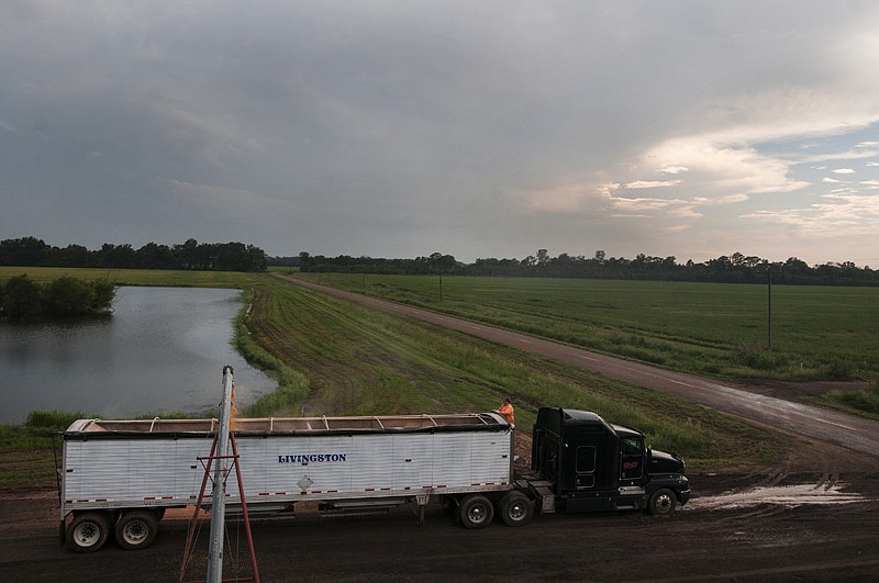 Dickey Herring peeks over the top of a flatbed truck to check the level of corn being loaded for transport on Monday as more rainstorms make their way over southwest Arkansas at Whiskey Creek Farming.