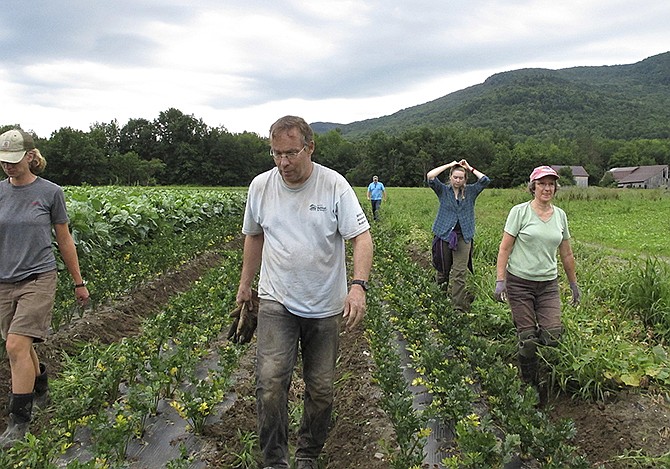 A team of volunteers called a crop mob move to another row after weeding root vegetables Thursday at Maple Wind Farm, in Bolton, Vermont. 