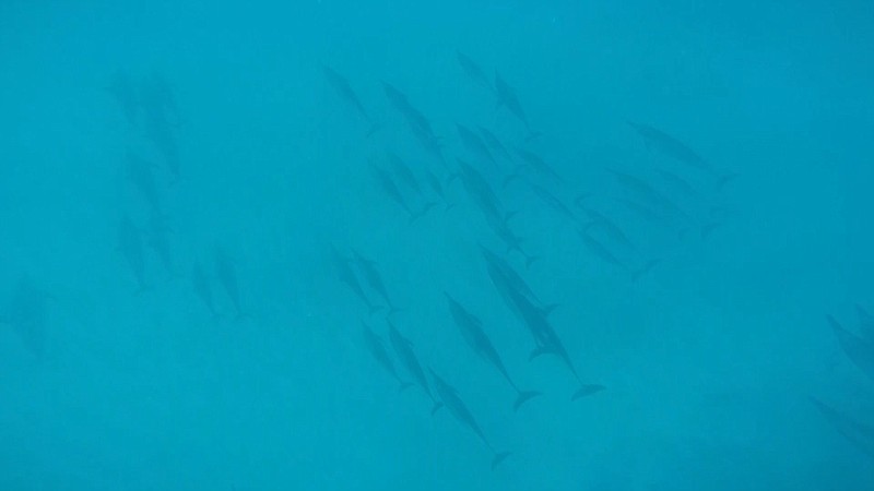 This Jan. 21, 2016 file image taken from video shows dolphins swimming at the bottom of a bay off Waianae, Hawaii. Federal regulators are proposing a widespread ban on swimming with Hawaii's spinner dolphins to allow the nocturnal creatures to rest during the day. The National Marine Fisheries Service proposal announced Tuesday, Aug. 23, 2016, would allow some limited exceptions, given dolphins sometimes approach people. 