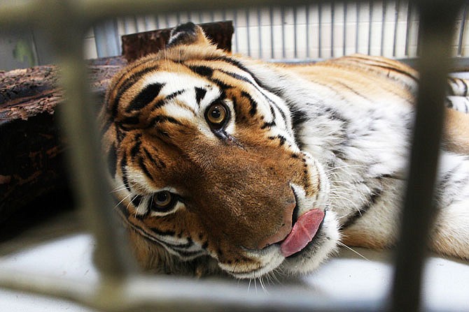 A tiger lays in a nonpublic area at the Milwaukee County Zoo earlier this year. The zoo is one of at least 20 nationally that are helping The Prusten Project capture audio of tigers. 