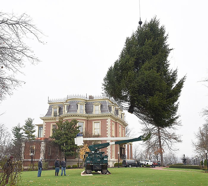 In this Nov. 30, 2015 News Tribune file photo, a 30-foot Norway Spruce tree is hoisted over the tree tops to be set into the pre-dug hole in the yard at the Governor's Mansion in Jefferson City. The 2015 holiday tree came from the yard of Angelita Highfill in Washington, Mo.