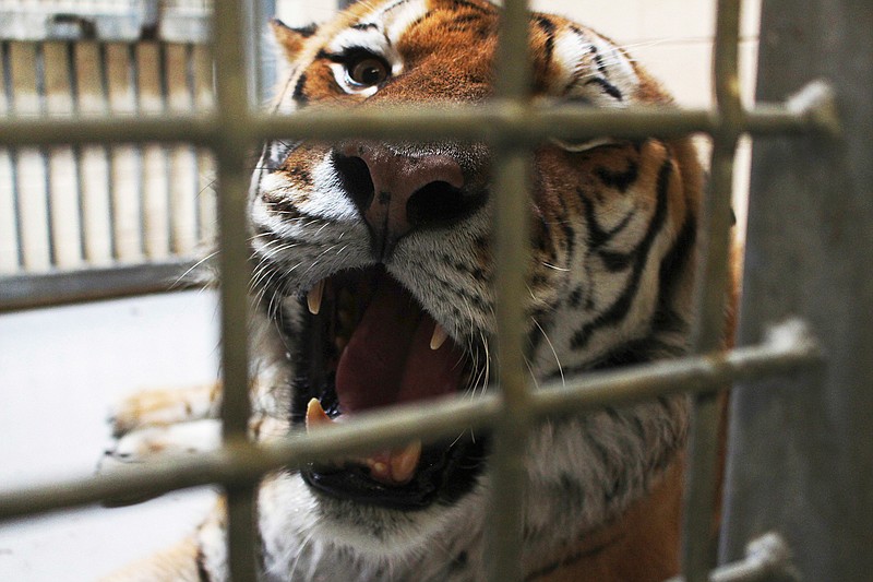 In this May 11, 2016, photo, a tiger roars as he sits in a nonpublic area at the Milwaukee County Zoo. The zoo is one of at least 20 nationally who are helping The Prusten Project capture audio of tigers. Organizers are building a computer program with the zoo audio to be used to build a computer program that will be used when they start recording tigers in the wild next year. The program is expected to identify tigers by their voices, which will help determine more accurate population numbers so organizations know where to focus protection efforts. 