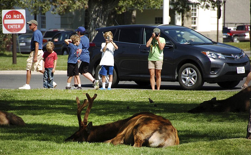 Tourists take photos of elk outside Yellowstone National Park's Mammoth Hot Springs Hotel. Elk frequent the grass outside the hotel, where park administrators say visitors routinely violate park rules that require them to stay a minimum 25 yards from the animals. 